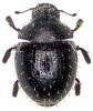 Chaetophora spinosa